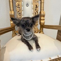 Tiny  Chanel 3,800 - Merle female Chihuahua puppy in Burleson, Texas from Tiny Diiamond Chihuahua