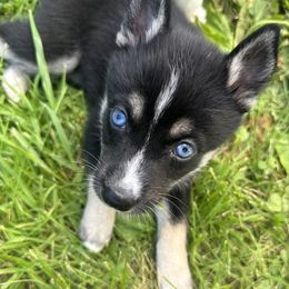 Pomsky Puppies from Creeden Prairie Pomsky’s