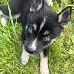 Pomsky Puppies from Creeden Prairie Pomsky’s