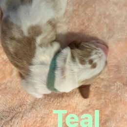 Basset Hound Puppies from Three Boys Bassets