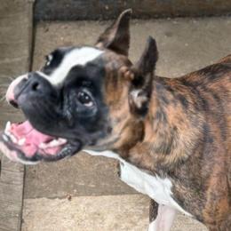 Oso - Boxer