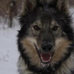 Tamaskans from Warrior Tamaskans