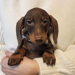 Cory - Chocolate and tan male Dachshund puppy in Toledo, Ohio from Baldox Dachshunds