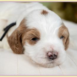 Girl 6 - female Cockapoo puppy in Connersville, Indiana from Deaz Doodle Ranch