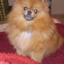 Pomeranian All Grown Up from Cynthia Marquez