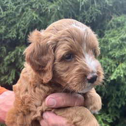 Zoe - Brown and white female Sheepadoodle puppy in Buford, Georgia from Guppy Puppies