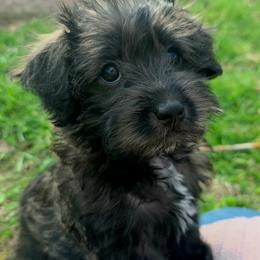 Monica ( Purple collar) - Black and white female Schnoodle puppy in Novinger, Missouri from Stormi Sky Schnoodles