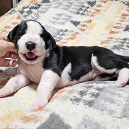 Summer - Mantle female Great Dane puppy in Castle Rock, Washington from Uber Alles Great Danes
