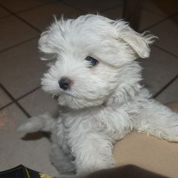 Maltese Puppies from Babes Babies