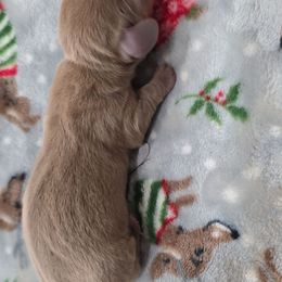 Isabella girl 2 - Fawn (Isabella) female Dachshund puppy in West Plains, Missouri from Spring Creek Dachshunds