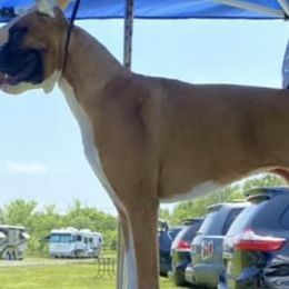 Boxers and English Foxhounds from Park Avenue Kennels
