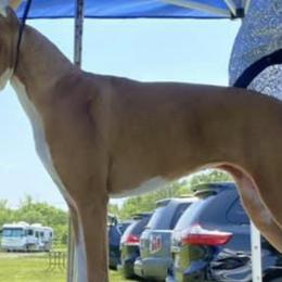 Boxers and English Foxhounds from Park Avenue Kennels