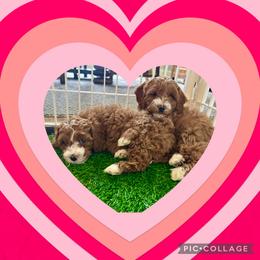 Cockapoo Puppies from Ham’s Cockapoos