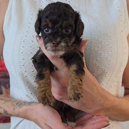 Saturn - Red tri-color male Aussiedoodle puppy in Prescott Valley, Arizona from Ramirez Family Doodles