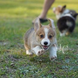 Harmony (RedSable Female 1) - Sable female Pembroke Welsh Corgi puppy in Straughn, Alabama from Magnolia Creek Corgis