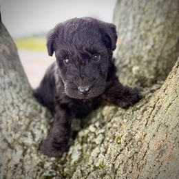 Black female - Black female Lakeland Terrier puppy in Marshallville, Ohio from Anne's Pups