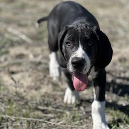 Great Dane Puppies from Babes & Danes