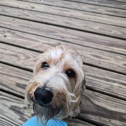 Gustav - Dachshund