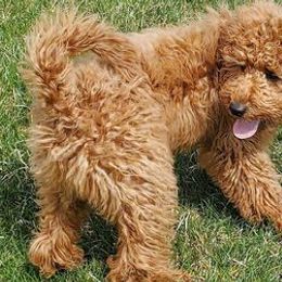 Goldendoodles from Nairoby Garay's Goldendoodles