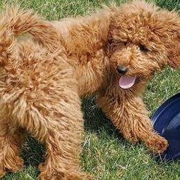 Goldendoodles from Nairoby Garay's Goldendoodles