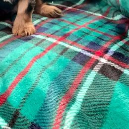 Cavalier King Charles Spaniel Puppies from Hope Cavaliers