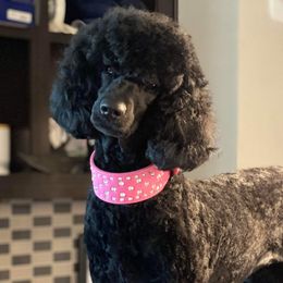 Izzy - Poodle