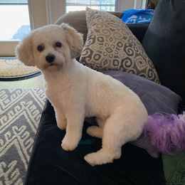 Mochi - Shihpoo