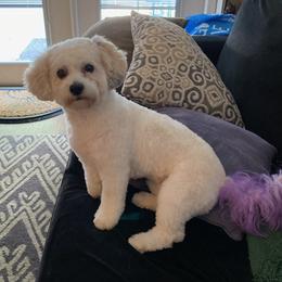 Mochi - Shihpoo