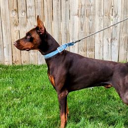 Anubis - Doberman Pinscher