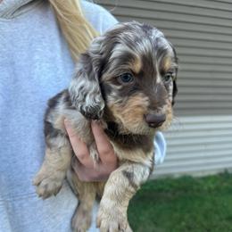 Boo - Brown merle female Aussiedoodle puppy in Berrien Spring, Michigan from Red Bud Beautiful Doodles