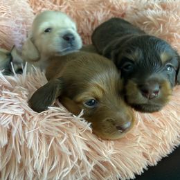 Dachshund Puppies from Channelledox