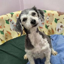 Ness - Havanese