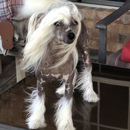 CoCo - Chinese Crested