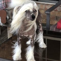 CoCo - Chinese Crested