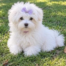 Maltese and Yorkshire Terrier Puppies from Maltese Dollhouse