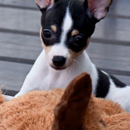 Toy Fox Terriers from DynAsty Toy Fox Terriers