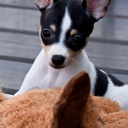 Toy Fox Terriers from DynAsty Toy Fox Terriers