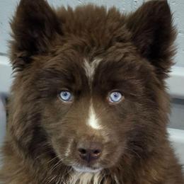 Fozzie - Brown and white female Siberian Husky puppy in East Tawas, Michigan from BurnsBerg's Woolies