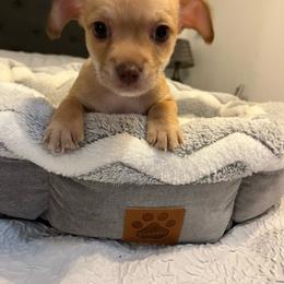 Moe - Chocolate sabled fawn male Chihuahua puppy in Harlan, Iowa from Home Grown Chihuahuas From Iowa