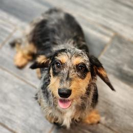 Kiwi - Dachshund