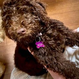 Goldendoodle Puppies from Smiths Doodles