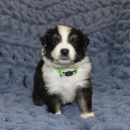 Australian Shepherd Puppies from Crofford’s Pretty Pups