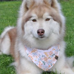 Serenity(Ren) - Siberian Husky