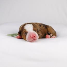 Sable Merle Female - Sable female Bernedoodle puppy in Lehi, Utah from Heart J Bernedoodles