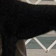 Sonja - Curly-Coated Retriever