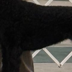 Sonja - Curly-Coated Retriever