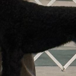 Sonja - Curly-Coated Retriever
