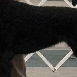 Sonja - Curly-Coated Retriever