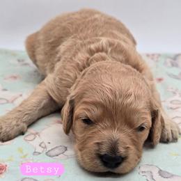 Betsy - Apricot female Goldendoodle puppy in Neillsville, Wisconsin from Granton Creek
