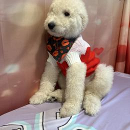 Valentino - White male Poodle puppy in Mobile, Alabama from Semmy’s Standard Poodle LLC